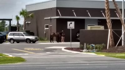 Horse in the drive-thru of McDonalds
