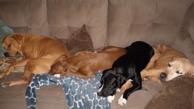 My fur gang
Lazy much?  These are my pups -- The 2 in the middle are the puppies (a year old)
