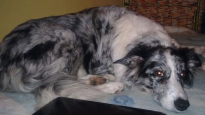 Rune's Sadie
Gobshite English Sheepdog
