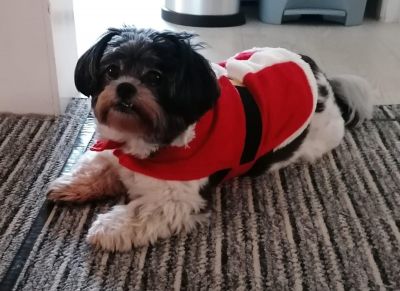This is Misty's Minnie all dressed for christmas!
