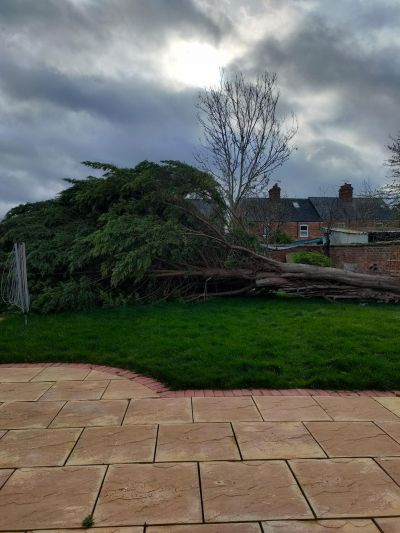 50ft tree landed in Misty's garden - thanks storm Eunice!
