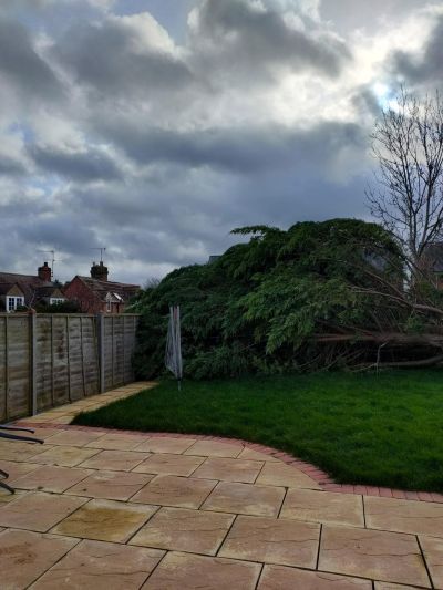 Storm Eunice's handiwork! In Misty's garden
