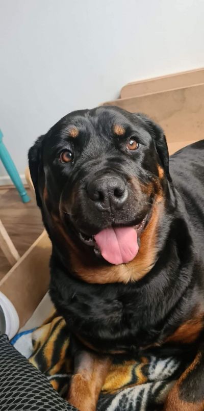 Bella..Pugwashf's friend's proud mother
