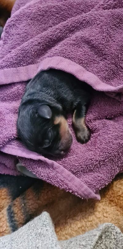 Bella's sweet baby - Charlie
