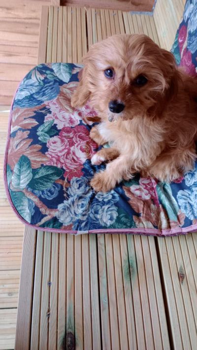 Paulie's dog - Bailey
