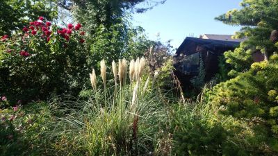 Misty's garden - before.
