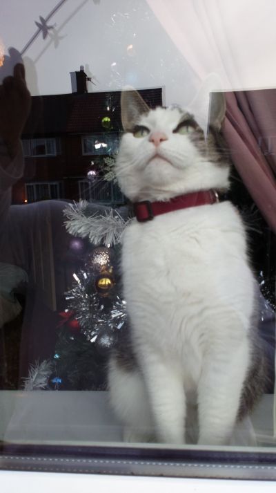 Ruby with her brand new Jynx Warez collar
