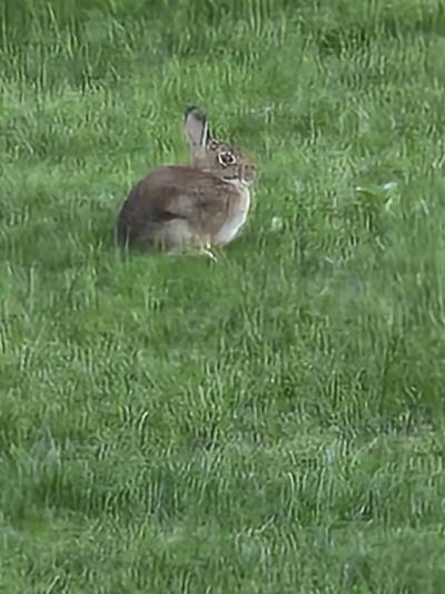 Bunny in my Garden 
