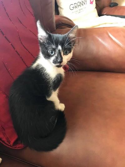 Smudge!!
Pug's new Kitten Smudge!!
