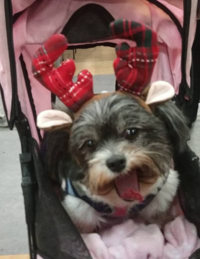 Happy Christmas from Minnie and Misty
