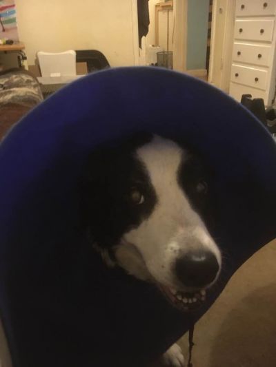 holly not happy with her new head gear
