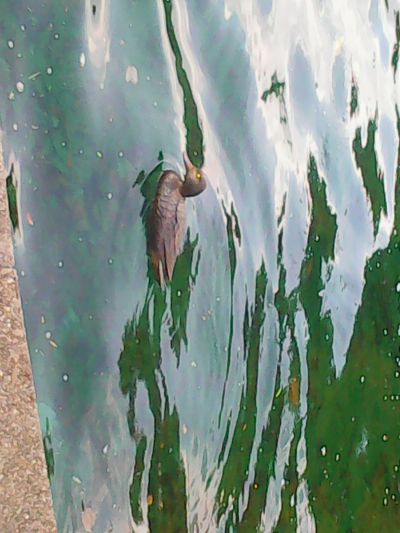 Duck of Evil
A Radio Controlled duck with red and green glowing eyes
