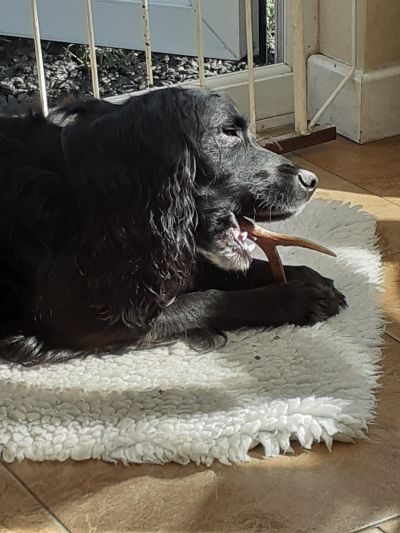 Poppy  with new   antler.....
