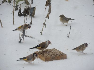 gold finches gorging on  sunflower  hearts
