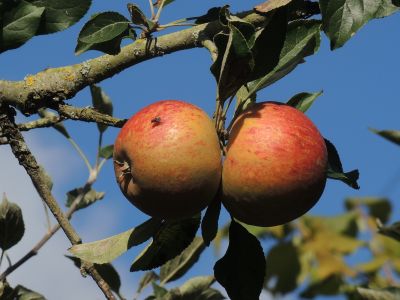 Apples  for   Hobbint  to  try to identify
