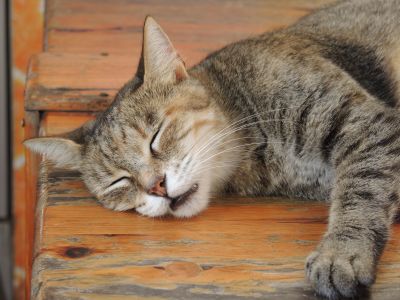 Maltese  Cat...  spec  fer Pugs...  xxx an Daisy
