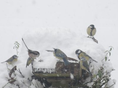 Blue tits, great tits,  long tailed  tit
