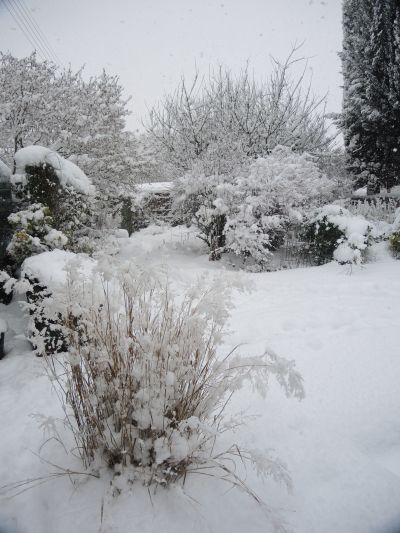 Somerset UK  Mrs F's  garden
