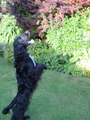 Poppy  the mad spaniel  catching  the  sausage....
