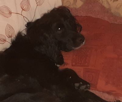 Poppy
..one more sleep  till Christmas....
