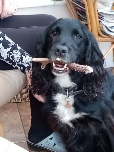 Poppy the mad spaniel  with her ( slightly chewed )  antler
