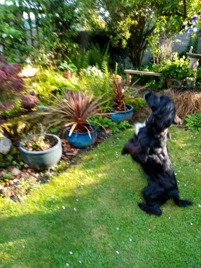 Poppy  catching piece of  barbecued  sausage...follow her eyes  !
