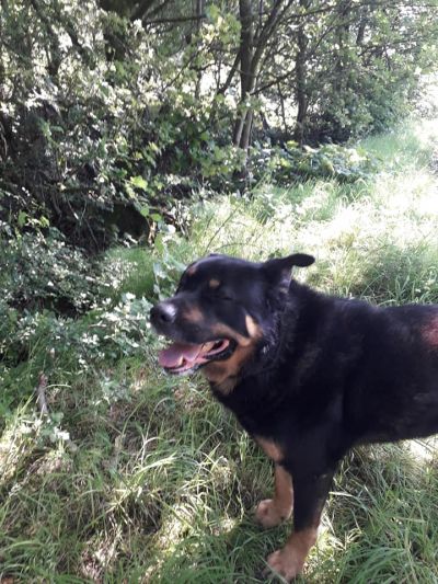 Just Marley down at the Fishing lodge
Marley telling me it's too hot and he wants to go home.......
