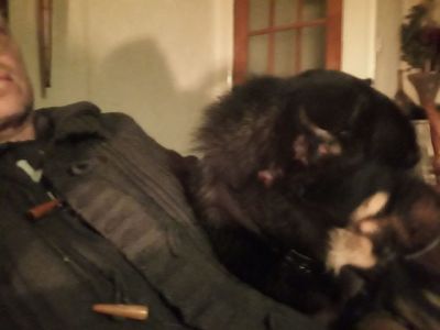 Narnia and Marley having some little lapdog TV time.....
