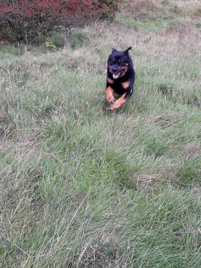 Marley in flight
Marley looking not quite so cute and cuddly when he runs at you like this lol
