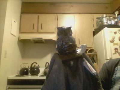 The Brown Owl on a limb Light
