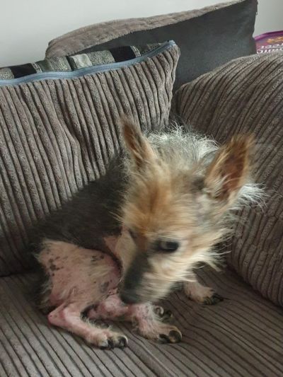 Henry 
He's a old man over 15 , was a rescue dog 
