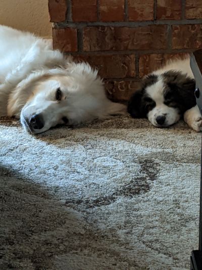 Oakley and Annie
Annie is the little one :)
