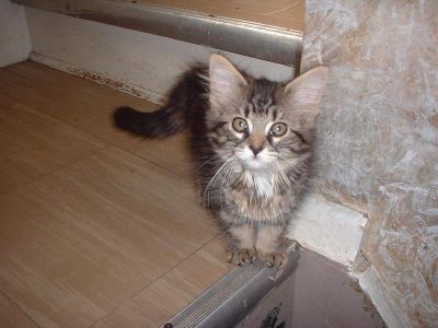 My cat 
My Cat when I first got her .
