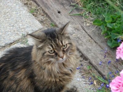 My cat 2 
My cat but older 
